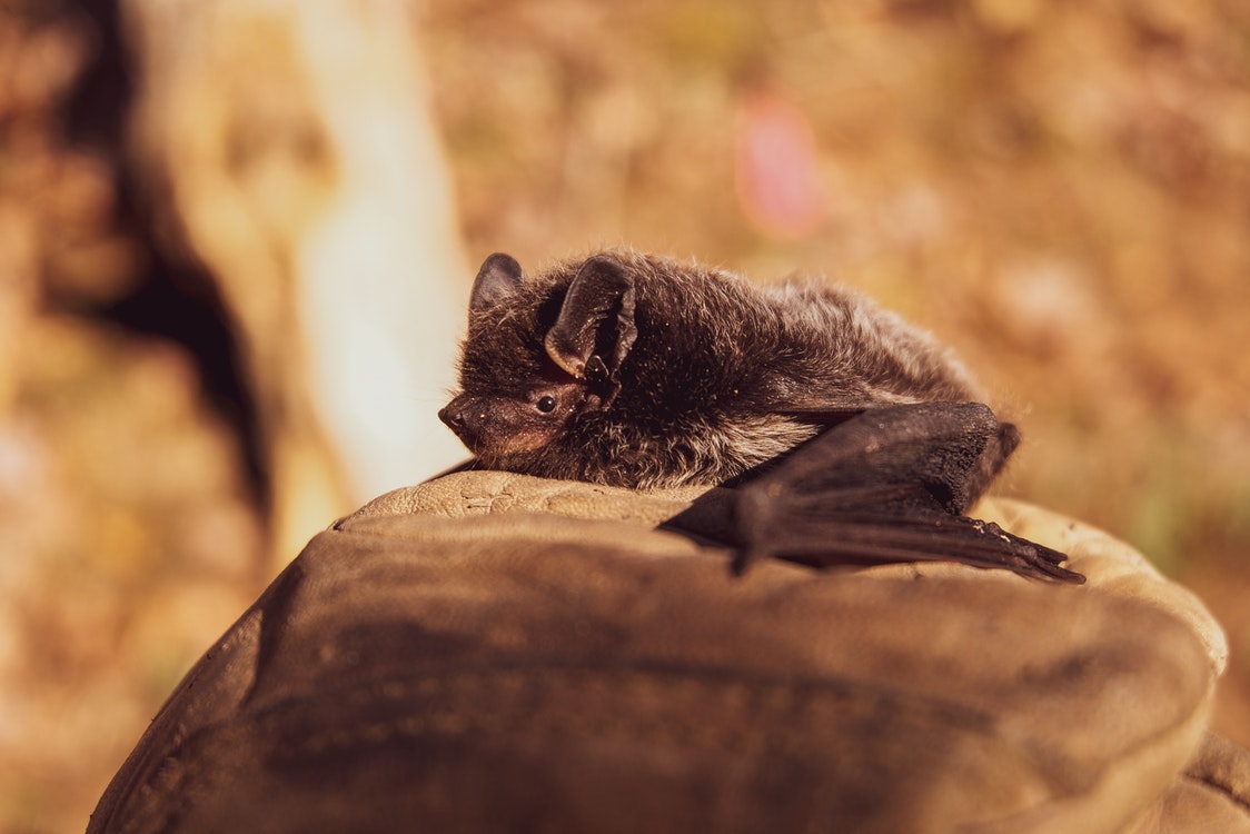 Remove Bats from Your Property for Good – Leaning on Professional Services